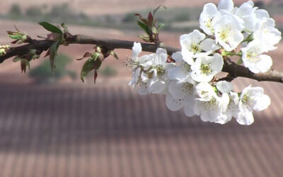 Marqués de Cáceres video: Growing cycle