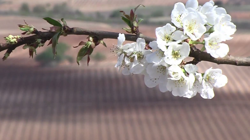 Marqués de Cáceres video: Growing cycle