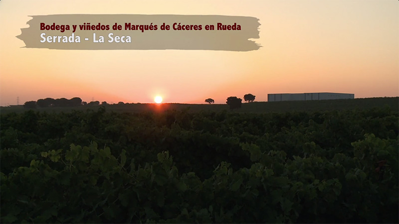 Marqués de Cáceres - DO Rueda