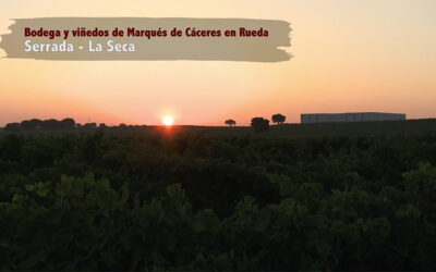 Marqués de Cáceres – DO Rueda