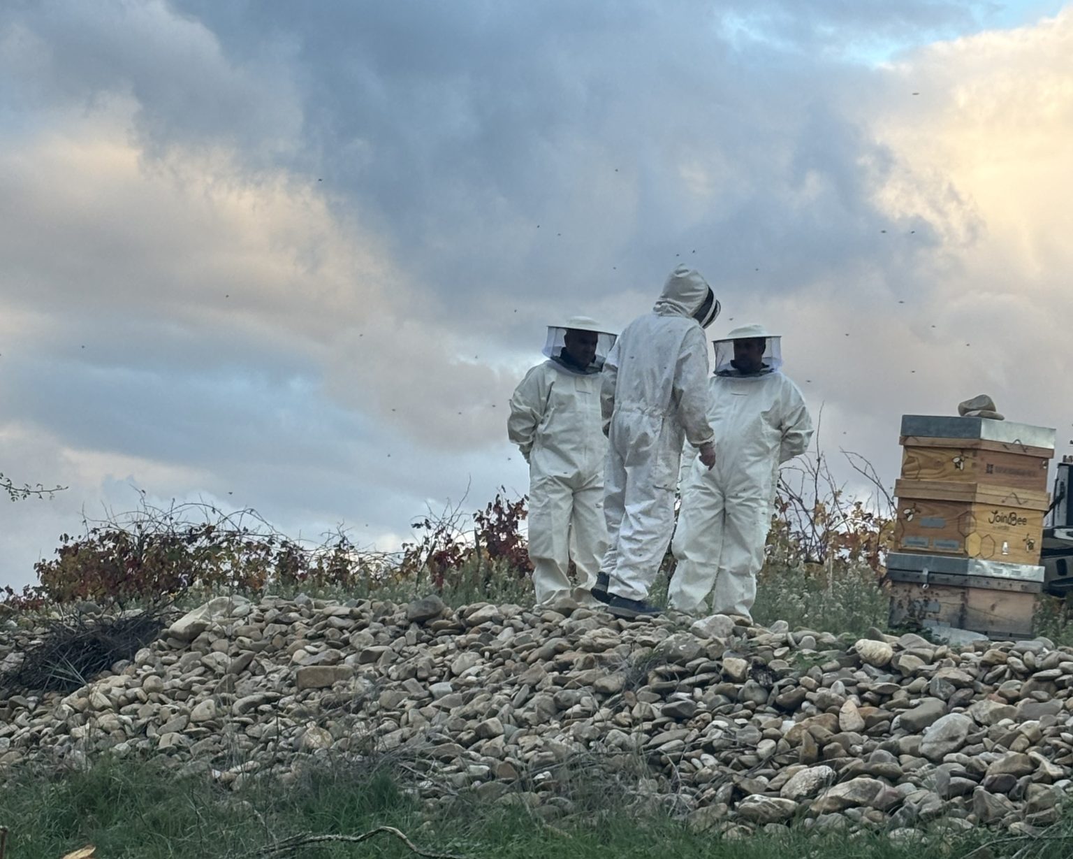 Apicultores en el viñedo de Marqués de Cáceres