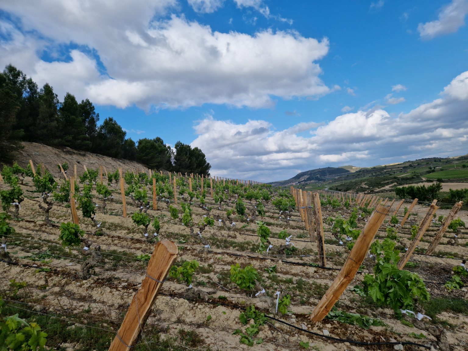 Viñedo La Halconera